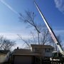 Sidonian Tree Service