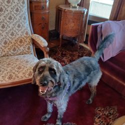 The White Dog Inn - Basil