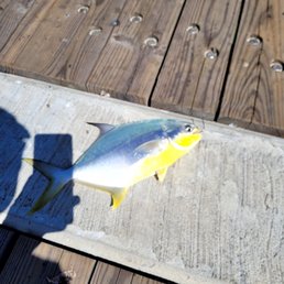 Pompano. Pompano.