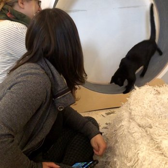 KitTea - Pet Adoption Near Me - San Francisco, California