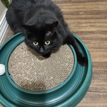 Gresham Animal Hospital - Vader not letting anyone else play. - Veterinarians Near Me - Gresham, Oregon