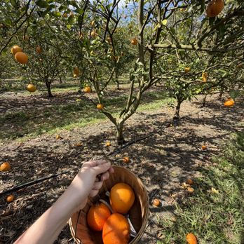 Dooley Groves - Fruits & Veggies Near Me - Ruskin, Florida Dooley Groves - Fruits & Veggies Near Me - Ruskin, Florida