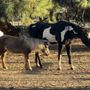 Photo of Hearts and Hooves Haven