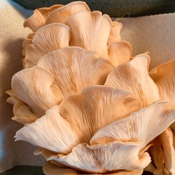 Opala Foods - For contrast, I put these pink oyster mushrooms on white background - Specialty Food Near Me - Kaneohe, Hawaii Opala Foods - For contrast, I put these pink oyster mushrooms on white background - Specialty Food Near Me - Kaneohe, Hawaii