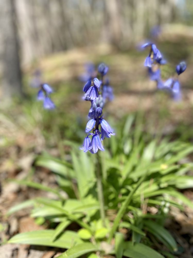 TUCKAHOE CREEK PARK 68 Photos 12341 Ridgefield Pkwy, Henrico, VA Yelp