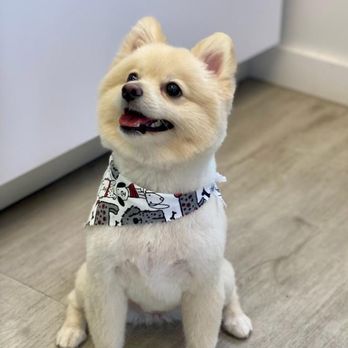 How Cute Dog Grooming - Pet Groomers Near Me - Fairfax, Virginia