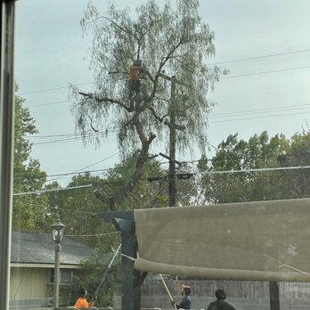 George's Tree Service - George's team! - Tree Services Near Me - Fresno, California George's Tree Service - George's team! - Tree Services Near Me - Fresno, California