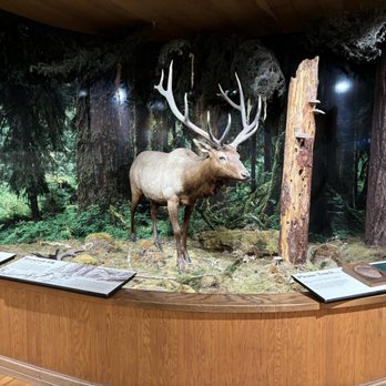 Olympic National Park - Diorama at visitor center. - Parks Near Me - Port Angeles, Washington