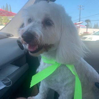 Ironmaya Pet Grooming - After - Pet Groomers Near Me - Arcadia, California Ironmaya Pet Grooming - After - Pet Groomers Near Me - Arcadia, California