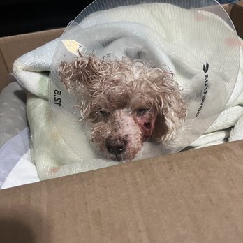 Alta Vista Veterinary Clinic - TW: Blood After surgery. - Veterinarians Near Me - Hayward, California Alta Vista Veterinary Clinic - TW: Blood After surgery. - Veterinarians Near Me - Hayward, California