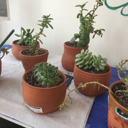 Berea College Visitor Center and Shoppe - Cute array of succulents