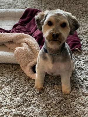 bonnie's dog & cat grooming