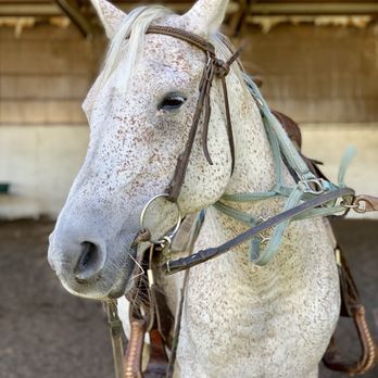 Red Hawk Stables - Horseback Riding Near Me - Sequim, Washington