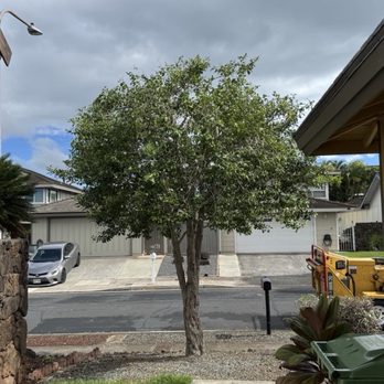 Espitia’s Tree Service - After. 30% reduction, top trimmed down about 3-4 feet. - Tree Services Near Me
