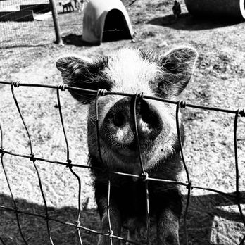 Cowford Farm - Cowford Farm - Farms Near Me - Jacksonville, Florida Cowford Farm - Cowford Farm - Farms Near Me - Jacksonville, Florida