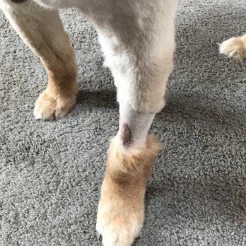 Pet Wow - Leg after sedation groom...not to mention the large slice in his leg, they didn't even bother cutting his hair! - Veterinarians Near Me - Highland Heights, Kentucky Pet Wow - Leg after sedation groom...not to mention the large slice in his leg, they didn't even bother cutting his hair! - Veterinarians Near Me - Highland Heights, Kentucky