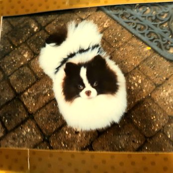 Four Corners Veterinary Practice - Penuchi the Parti Pomeranian! - Veterinarians Near Me - Staten Island, New York Four Corners Veterinary Practice - Penuchi the Parti Pomeranian! - Veterinarians Near Me - Staten Island, New York