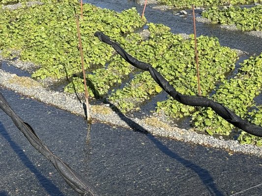 Daio Wasabi Farm by null