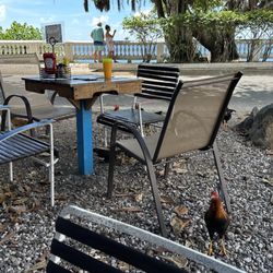 Kristy’s On The Caribe - Chickens are pigeons here