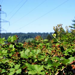 Redmond Powerline Trail - Blackberry Bushes by Redmond-Woodinville Road NE.