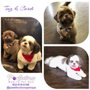 Photo of PawFections Pet Spa