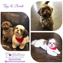 PawFections Pet Spa - Taz and Cardi so adorable
