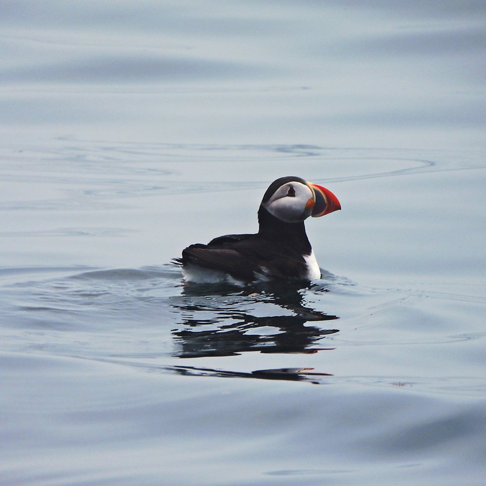 Hardy Boat Cruises - Puffin resting - Boating Near Me - Bristol, Maine Hardy Boat Cruises - Puffin resting - Boating Near Me - Bristol, Maine