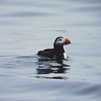 Hardy Boat Cruises - Puffin resting - Boating Near Me - Bristol, Maine Hardy Boat Cruises - Puffin resting - Boating Near Me - Bristol, Maine