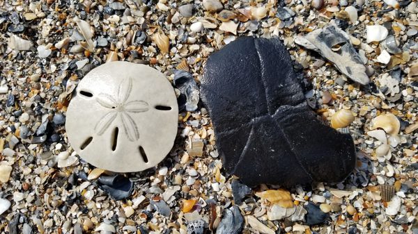 Edisto Beach State Park by null