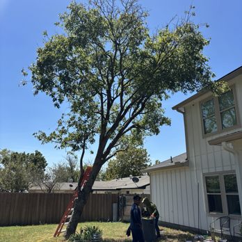 Herbst Tree Service - Tree Services Near Me - Wylie, Texas