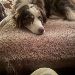 Weems Road Animal Hospital - Mick