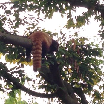 Indianapolis Zoo - Red panda having a rough Monday - Zoos Near Me - Indianapolis, Indiana Indianapolis Zoo - Red panda having a rough Monday - Zoos Near Me - Indianapolis, Indiana