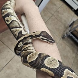 My Ball Python Dune, after boarding for several months.