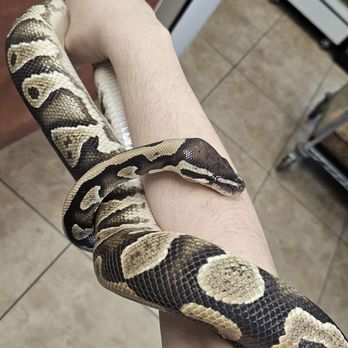 Corona Reptiles & Kritters - My Ball Python Dune, after boarding for several months. - Reptile Shops Near Me - Corona, California