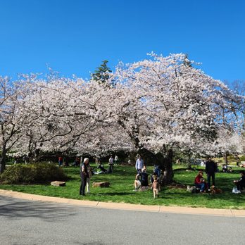 Kenwood Cherry Blossoms - Parks Near Me - Bethesda, Maryland Kenwood Cherry Blossoms - Parks Near Me - Bethesda, Maryland
