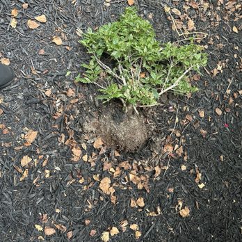 Modern Comfort Systems - Uprooted shrubbery - Heating & Air Conditioning/HVAC Near Me - Westminster, Maryland Modern Comfort Systems - Uprooted shrubbery - Heating & Air Conditioning/HVAC Near Me - Westminster, Maryland