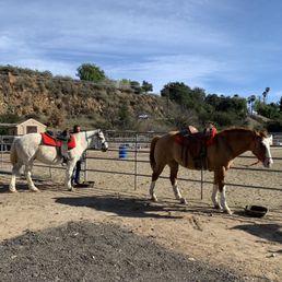 Luke and Moose, our horses