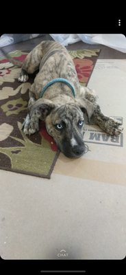 Lifeline Puppy Rescue by null