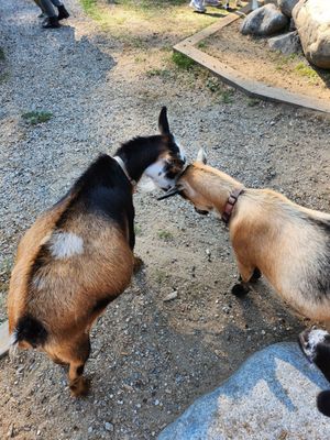 Maplewood Farm by null