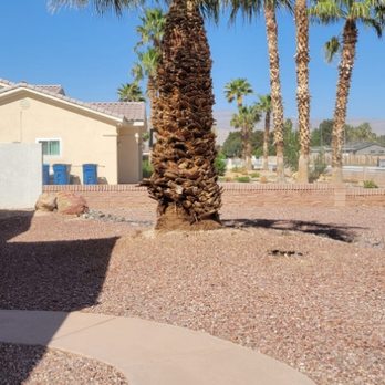 Palms & Trees Services - After - Tree Services Near Me - Las Vegas, Nevada
