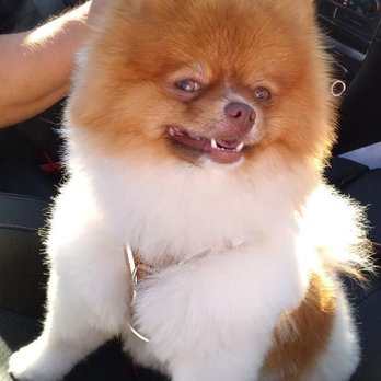 Paw Prints Grooming Salon - Pomeranian Powder Puff cut the Paw Print groomers are so talented I asked for something different my dog gets so many compliments - Pet Groomers Near Me - Vancouver, British Columbia Paw Prints Grooming Salon - Pomeranian Powder Puff cut the Paw Print groomers are so talented I asked for something different my dog gets so many compliments - Pet Groomers Near Me - Vancouver, British Columbia