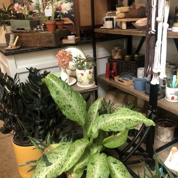 Vault + Vine - Beautiful plants I could never keep alive! - Flowers & Gifts Near Me - Philadelphia, Pennsylvania Vault + Vine - Beautiful plants I could never keep alive! - Flowers & Gifts Near Me - Philadelphia, Pennsylvania