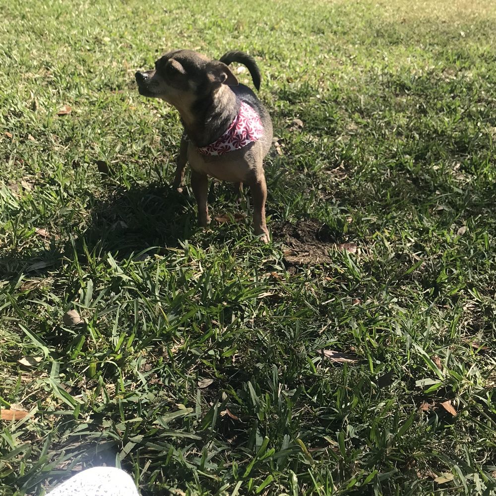 Oakland Bark - Dog Parks Near Me - Oakland Park, Florida Oakland Bark - Dog Parks Near Me - Oakland Park, Florida