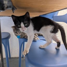 Patio kitties Patio kitties