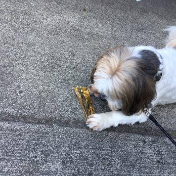 Green Dog Pet Supply - Crumpet was so excited to try one of his new treats we stopped at a local cafe so he could enjoy it. - Pet Stores Near Me - Portland, Oregon Green Dog Pet Supply - Crumpet was so excited to try one of his new treats we stopped at a local cafe so he could enjoy it. - Pet Stores Near Me - Portland, Oregon