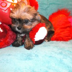 puppies plus near me