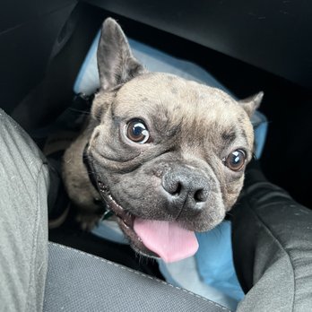 NorthCalFrenchies - Pet Breeders Near Me