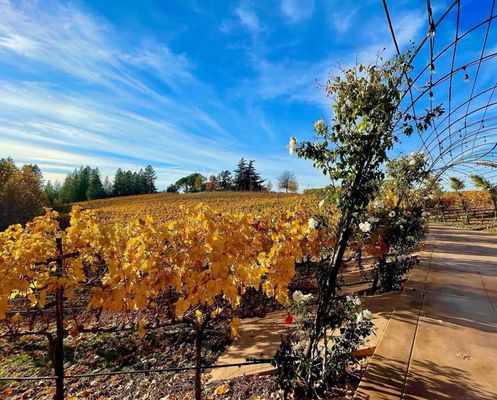 Starfield Vineyards & Winery by null