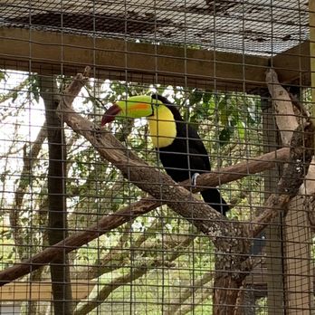 Emerald Coast Zoo - Toucan Sam - Zoos Near Me - Crestview, Florida Emerald Coast Zoo - Toucan Sam - Zoos Near Me - Crestview, Florida