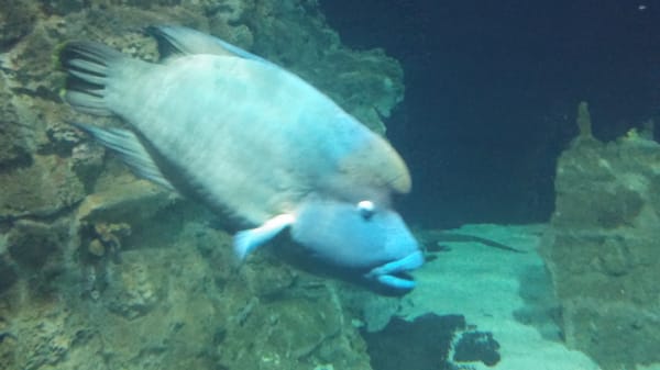 Acquario di Livorno by null